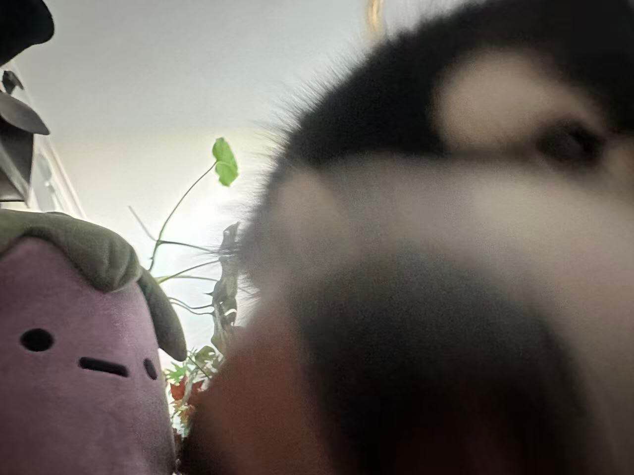 楊 海川